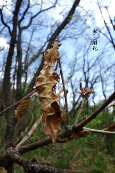 凤凰陀景点图片